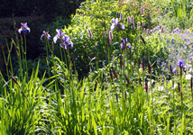 Dainty Iris Sibiric